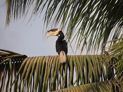 Bird Watching 1