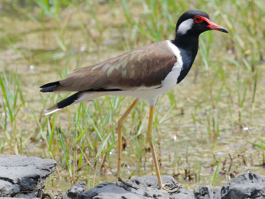 Bird Watching 2