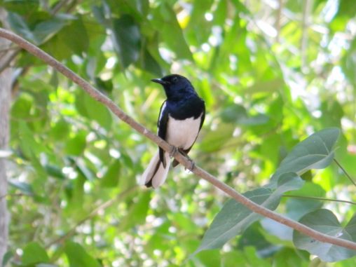 Bird Watching 3